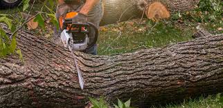 Best Tree Maintenance Programs  in Occoquan, VA