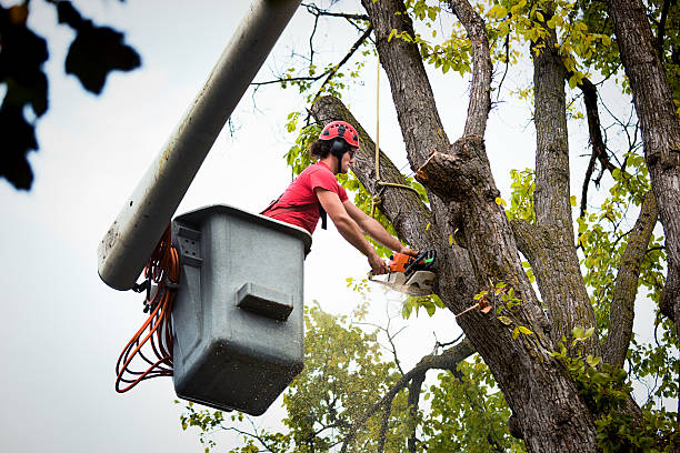 Best Seasonal Cleanup (Spring/Fall)  in Occoquan, VA